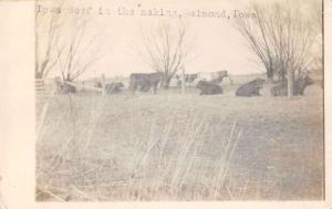 Belmond Iowa cows in field Iowa beef in making real photo pc Y12036