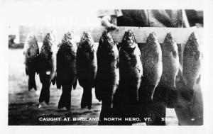 North Hero Vermont Birdland Fish Catch Real Photo Antique Postcard K86966