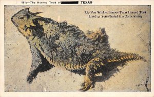 Horned Toad Rip Van Winkle - Misc, Texas TX