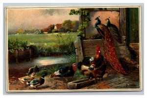 Vintage 1910's Postcard Hens Ducks & Peacocks in Riverside Country Barn