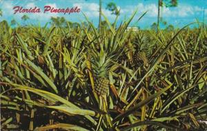 Florida Pineapple Field Along U S Highway 27 At Lake Placid 1963