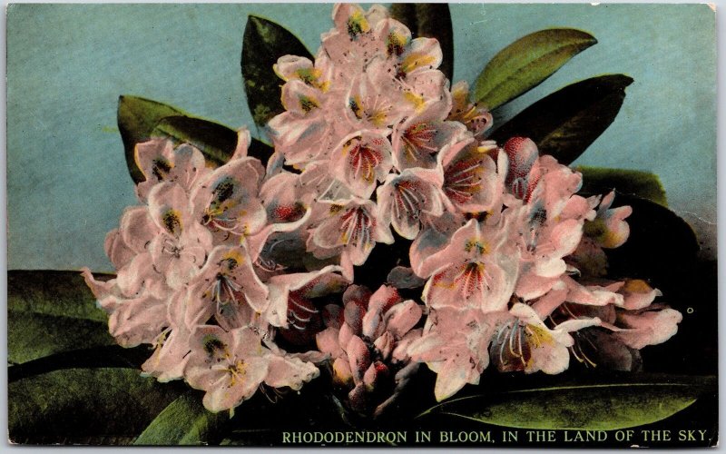 Rhododendron Flower In Bloom In The Land Of The Sky Brown Book Co. Postcard 