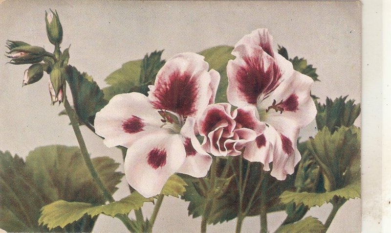 Beautiful flowers lot of four (4) nice old vintage postcards