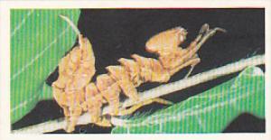 Brooke Bond Vintage Trade Card Woodland Wildlife 1980 No 7 Lobster Moth