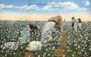 Cotton Pickers  - Corpus Christi, Texas TX  