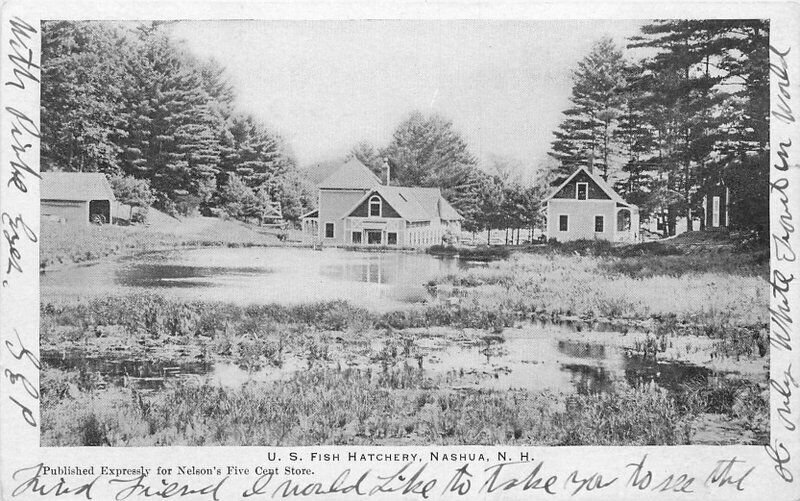 C-1905 US Fish Hatchery Nelson's 5 Cents Store Nashua New Hampshire 12128