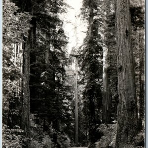 c1940s Redwood Highway CA RPPC Straight True Pine Art Ray 416 Real Photo PC A200