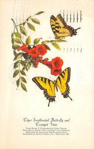 Ciger Swallowtail Butterfly and Crumpet Vine Baltimore, Maryland USA View Pos...