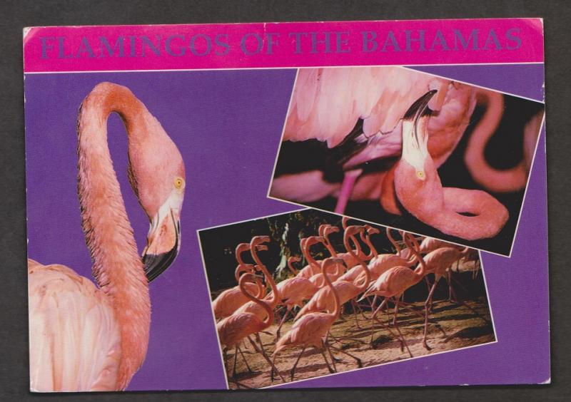 Flamingos Of The Bahamas - Used 1960s Corner Creasing And WearWear