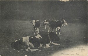 Cows pasture at 1500 m altitude Jura France postcard