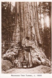 Northern California Redwood Trees Tunnel Circa 1900