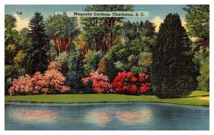 Vintage Postcard Magnolia Gardens, Charleston, S.C.  T19 64866