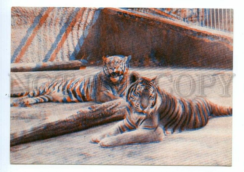 498591 USSR 1967 year Latvia Riga Zoo Ussuri tigers stereo volumetric postcard