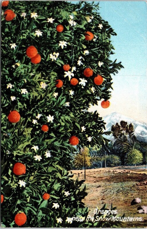 Oranges Snow Mountains Antique Postcard DB UNP Unused Germany 