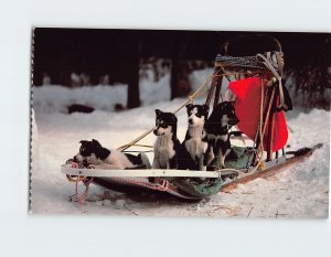 Postcard Mush Puppies Future Alaskan Champions Alaska USA