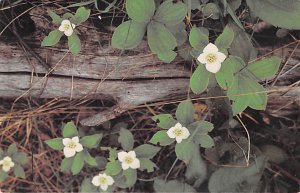 The Center For Creative Arts Nature Study Bunchberry Dogwood Family Washingto...