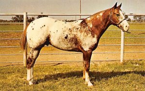 Champion Appaloosa Stallion Horses Unused 