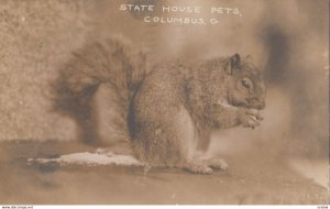 RP: COLUMBUS, Ohio, 1910, State House Pet, Squirrel