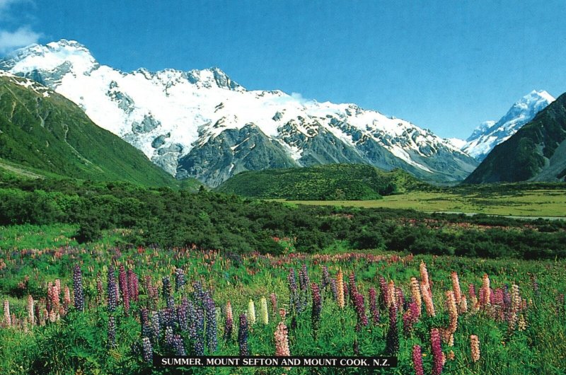 Vintage Postcard Summer Mount Sefton and Mount Cook New Zealand