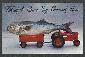Ca 1948 PPC* NY LONG ISLAND BLUEFISH IN TOY TRACTOR COMES BIG AROUND HERE MINT