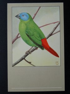 Bird Theme TRICOLOURED PARROT FINCH c1950s Postcard by P. Sluis Series 4 No.40