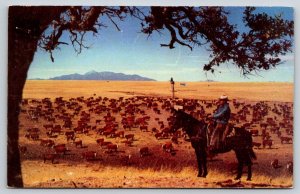 1956  Mullen  Nebraska  Cowboy with White Faced Hereford Herd Cows  Postcard
