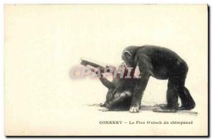 Old Postcard Monkey Guinea Conakry The Five O & # 39clock the chimpanzee