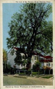 Thirteen Horse Chestnut Trees - Fredericksburg, Virginia VA  