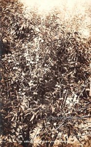 Sheils and Weaver Farm - Edgeley, North Dakota ND Postcard