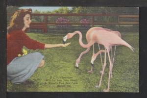 Flamingos,Rare Bird Farm,Miami,FL Postcard BIN 