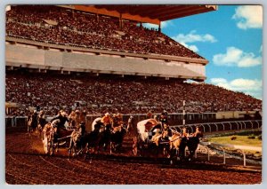 Chuckwagon Races, Calgary Stampede, Alberta Canada, Chrome Postcard