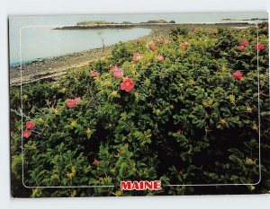 Postcard Wild roses add to the beauty of the Maine Coastline, Maine