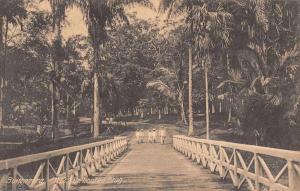 Buitenzorg Indonesia Bridge and Palm Trees Antique Postcard J45711