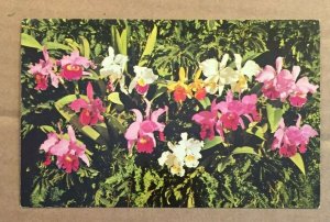 UNUSED POSTCARD - ORCHIDS AT SMALL'S ORCHID GARDENS, ST. PETERSBURG, FLORIDA