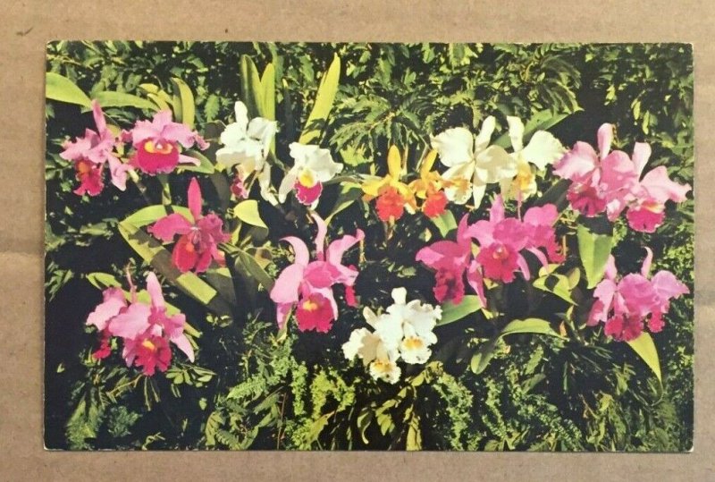 UNUSED POSTCARD - ORCHIDS AT SMALL'S ORCHID GARDENS, ST. PETERSBURG, FLORIDA