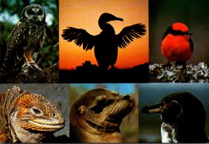 Galapagos Islands Wildlife Multi View Land Iguana Sea Lion Penguin Owl Cormor...