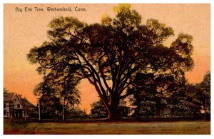 Connecticut   Wethersfield  , Big Elm Tree