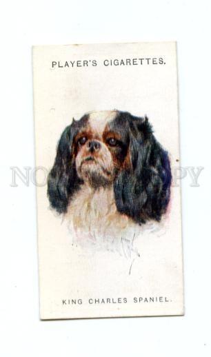 166925 KING CHARLES SPANIEL WARDLE CIGARETTE card ADVERTISING