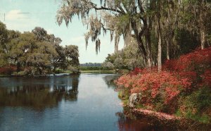 Vintage Postcard 1967 Middleton Gardens near Charleston South Carolina S. C.