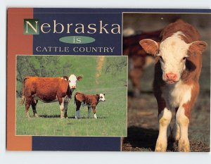 Postcard Nebraska is Cattle Country, Nebraska