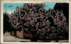 1930 GALVESTON TEXAS OLEANDERS IN BLOOM PICKET FENCE SCENIC POSTCARD 26-156