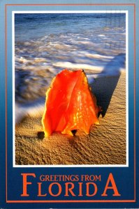 Greetings From Florida Beach Scene With Conch Shell 1991