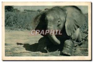 Postcard Old Elephant Chad French Equatorial Africa
