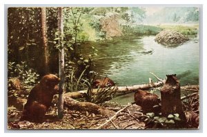 American Beaver Natural History Museum Chicago IL UNP Chrome Postcard U25