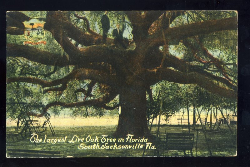 Jacksonville, Florida/FL Postcard, Largest Live Oak Tree In Florida