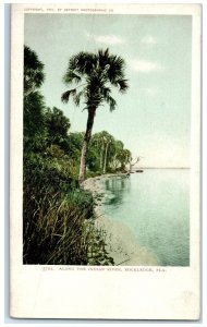 c1905 Scenic View Along Indian River Rockledge Florida Vintage Unposted Postcard