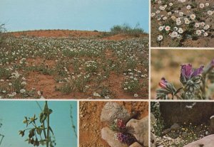 Desert Flowers Of Saudi Arabia Anthemis Echium Horridum Postcard