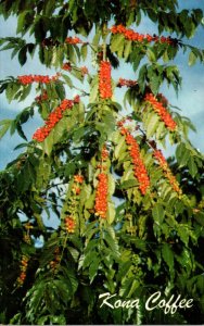 Hawaii Kona Coffee Red Ripe Ready For Picking 1974