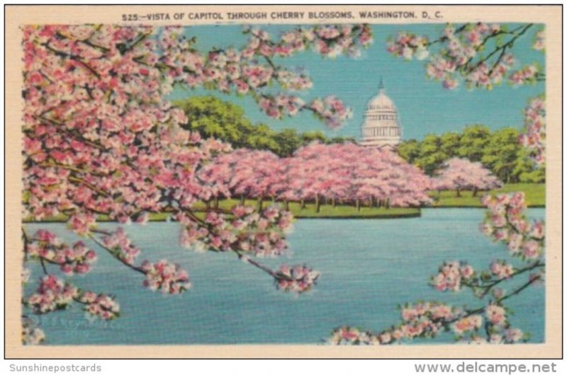 Flowers Vista Of Capitol Through Cherry Blossoms Washington D C