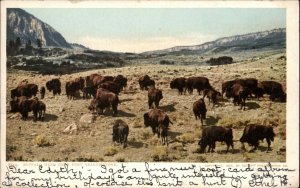 Yellowstone Park Wyoming WY Buffalo Herd 8819 Detroit Publishing c1910 Postcard